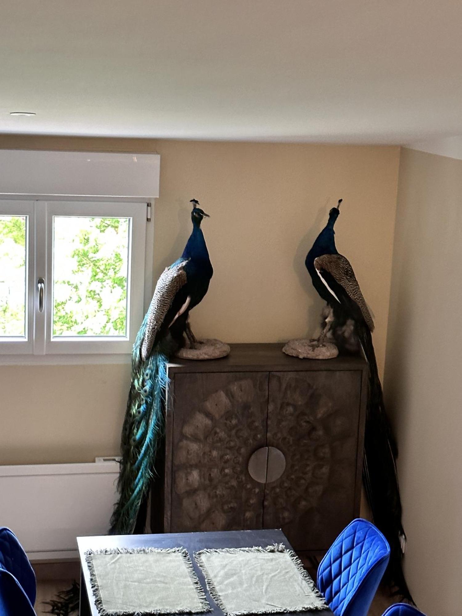 Ferienwohnung L'Opale - Le Jungle Les Attaques Zimmer foto